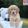 Image of Boston, a Golden Retriever puppy