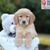 Image of Boston, a Golden Retriever puppy