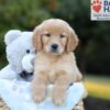 Image of Boston, a Golden Retriever puppy
