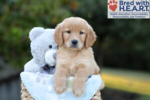 Image of Boston, a Golden Retriever puppy