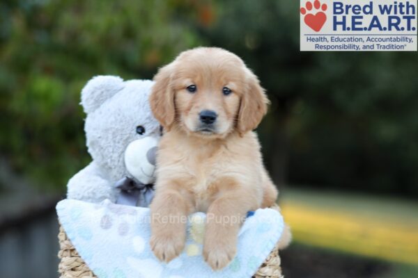 Image of Boston, a Golden Retriever puppy