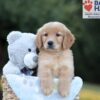 Image of Boston, a Golden Retriever puppy