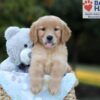 Image of Boston, a Golden Retriever puppy