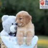 Image of Boston, a Golden Retriever puppy