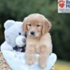 Image of Boston, a Golden Retriever puppy