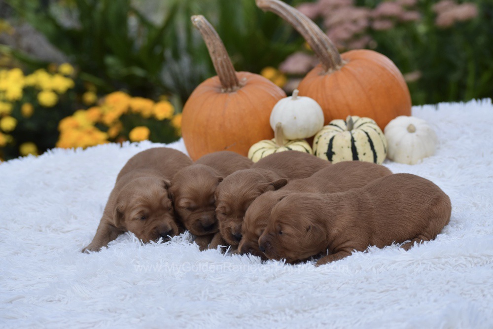 Dark Golden 🤎 Nov 3 Image of Dark Golden 🤎 Nov 3, a Golden Retriever puppy