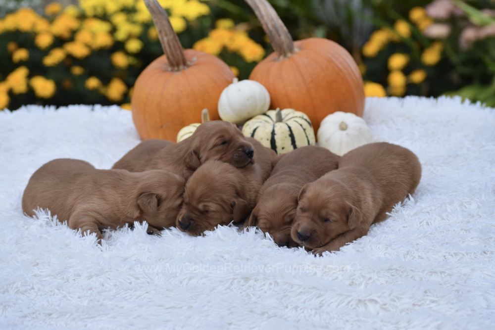 Dark Golden 🤎 Nov 3 Image of Dark Golden 🤎 Nov 3, a Golden Retriever puppy