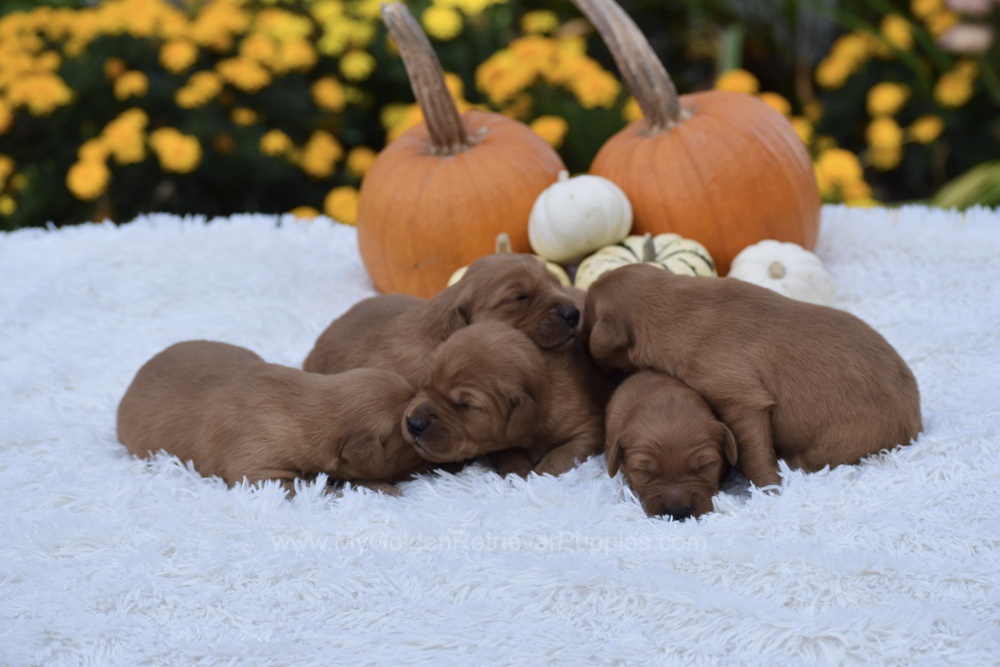 Dark Golden 🤎 Nov 3 Image of Dark Golden 🤎 Nov 3, a Golden Retriever puppy