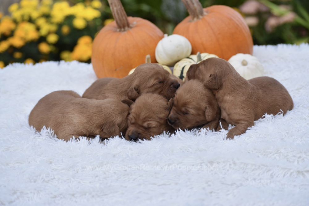 Dark Golden 🤎 Nov 3 Image of Dark Golden 🤎 Nov 3, a Golden Retriever puppy
