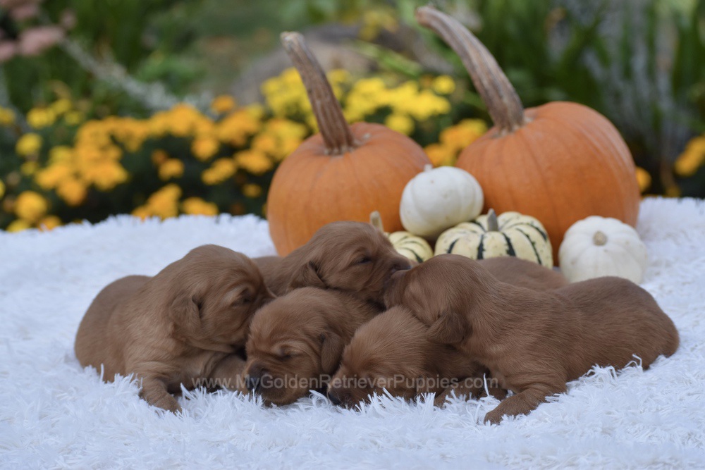 Dark Golden 🤎 Nov 3 Image of Dark Golden 🤎 Nov 3, a Golden Retriever puppy