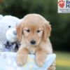 Image of Brielle, a Golden Retriever puppy