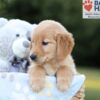 Image of Brielle, a Golden Retriever puppy