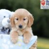 Image of Brielle, a Golden Retriever puppy