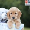 Image of Brielle, a Golden Retriever puppy