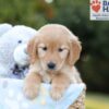 Image of Brielle, a Golden Retriever puppy