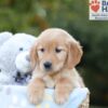 Image of Brielle, a Golden Retriever puppy
