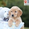 Image of Brielle, a Golden Retriever puppy