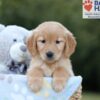 Image of Brielle, a Golden Retriever puppy