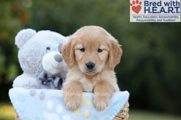 Image of Brielle, a Golden Retriever puppy