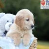 Image of Bruno, a Golden Retriever puppy