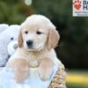 Image of Bruno, a Golden Retriever puppy
