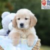 Image of Bruno, a Golden Retriever puppy