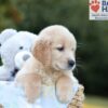Image of Bruno, a Golden Retriever puppy