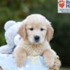 Image of Bruno, a Golden Retriever puppy