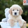 Image of Bruno, a Golden Retriever puppy