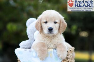 Image of Bruno, a Golden Retriever puppy