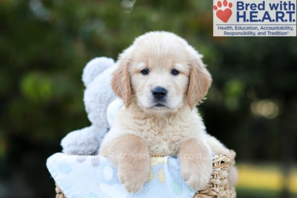 Image of Bruno, a Golden Retriever puppy