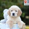 Image of Bruno, a Golden Retriever puppy