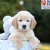 Image of Bruno, a Golden Retriever puppy