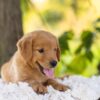Image of Cedar, a Golden Retriever puppy
