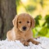 Image of Cedar, a Golden Retriever puppy