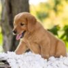 Image of Cedar, a Golden Retriever puppy