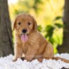 Image of Cedar, a Golden Retriever puppy