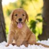 Image of Cedar, a Golden Retriever puppy