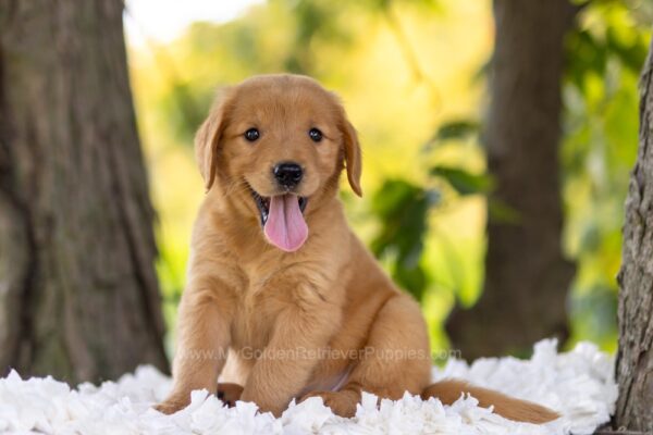 Image of Cedar, a Golden Retriever puppy