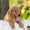 Image of Cedar, a Golden Retriever puppy