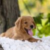Image of Cedar, a Golden Retriever puppy
