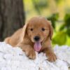 Image of Cedar, a Golden Retriever puppy
