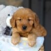 Image of Chance, a Golden Retriever puppy