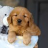 Image of Chance, a Golden Retriever puppy