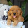Image of Chance, a Golden Retriever puppy