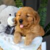 Image of Chance, a Golden Retriever puppy