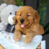 Image of Chance, a Golden Retriever puppy