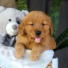 Image of Chance, a Golden Retriever puppy