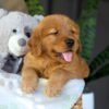 Image of Chance, a Golden Retriever puppy