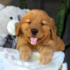 Image of Chance, a Golden Retriever puppy